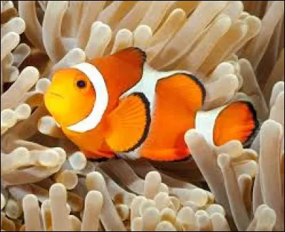 Quelle est la couleur principale de ce poisson ?