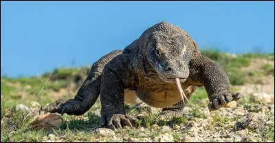 K comme Komodo : o&ugrave; se trouve l'&icirc;le de Komodo, c&eacute;l&egrave;bre paour ses "dragons" ?
