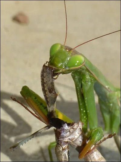 La plante, symbole de la mémoire, c'est la...