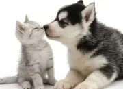 Test Es-tu plus chien ou plus chat ?