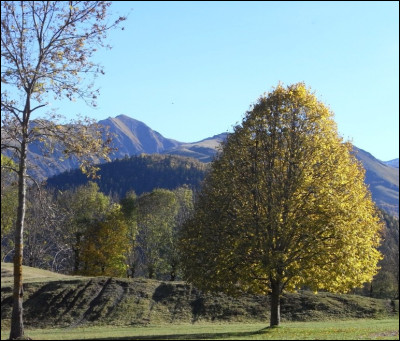 Grimpes-tu aux arbres ?