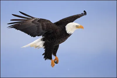 Dans quelle langue "aigle" se dit-il "aquila" ?