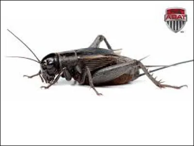 Quel est cet insecte ?