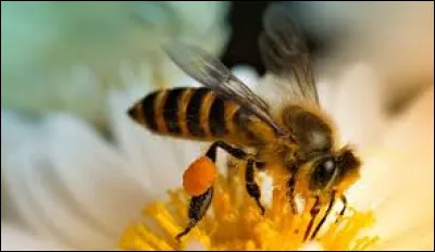 Quel est cet insecte ?