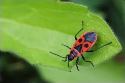 Quel est cet insecte ?