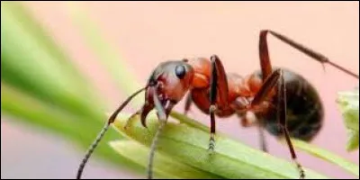 Quel est cet insecte ?