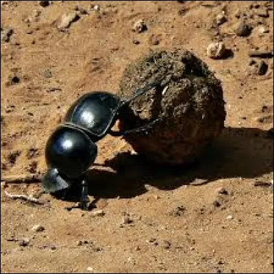 Quel est cet insecte ?