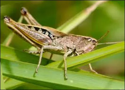 Quel est cet insecte ?