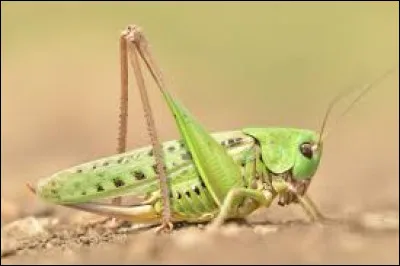 Quel est cet insecte ?
