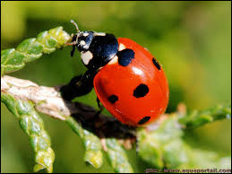Quiz Insectes