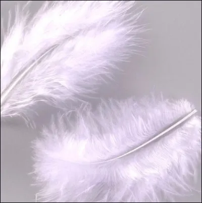 Vous repérez un martinet grâce à son plumage...