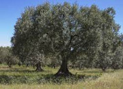 Quiz Reconnaissance des vgtaux : l'olivier (1)