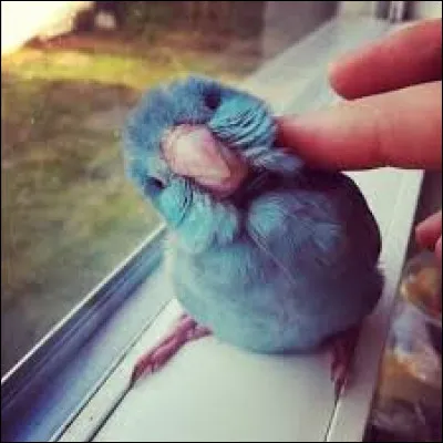 En quelle année est sortie la chanson "Birds" d'Imagine Dragons ?