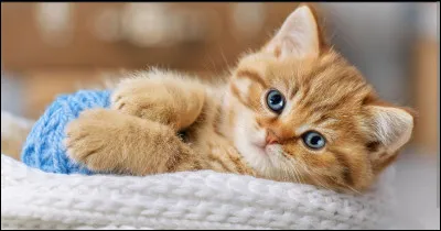 Quel est cet animal ?