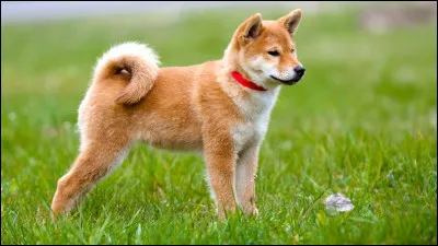 Le chien est réputé pour être