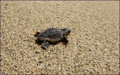 Les tortues peuvent-elles manger des petits pois ?