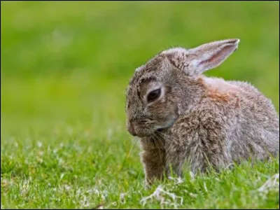 Quel est cet animal ?