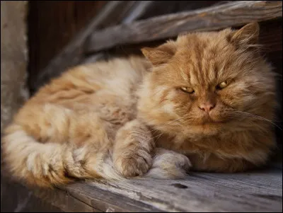 Quel est cet animal ?