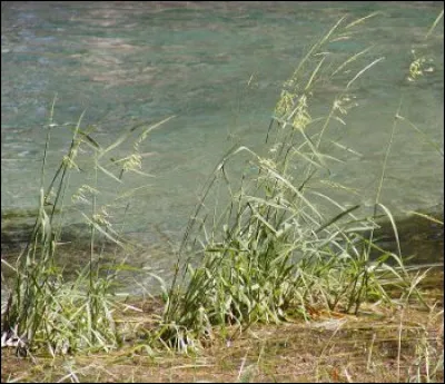 Semée par Détritus, c'est la...