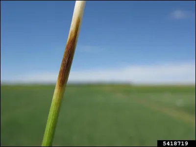 Huile vierge, c'est la...