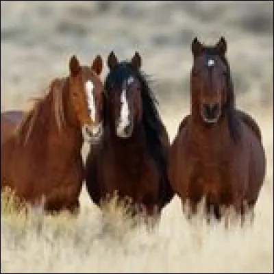 À quel âge un cheval peut être débourré ?