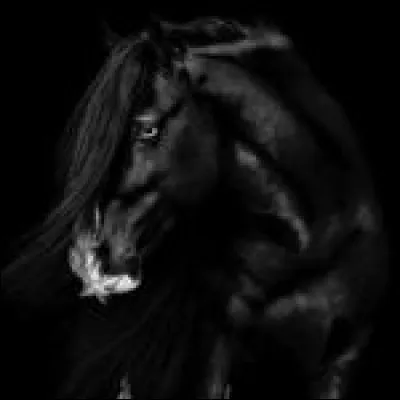 Combien de dents a un cheval ?