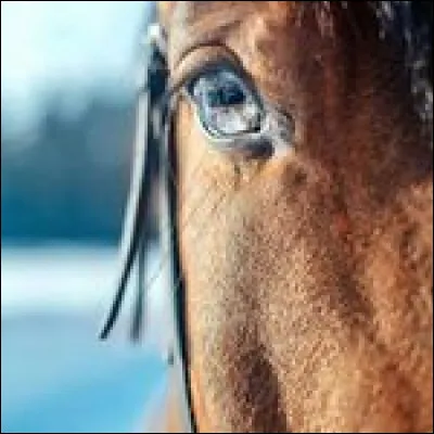 Combien de dents a une jument ?