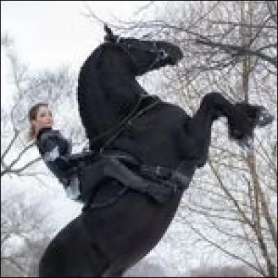 Quel est le cheval le plus cher acheté et à quel prix ?