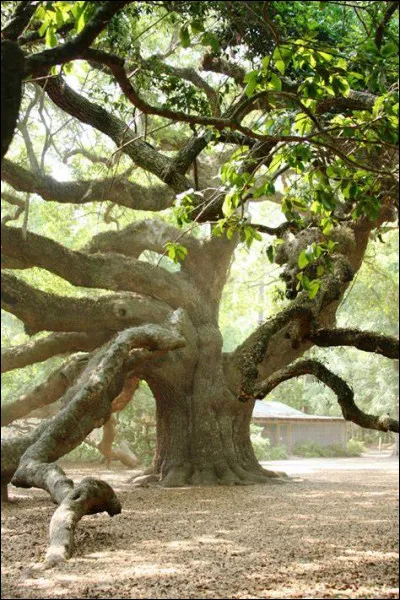 Ton arbre préféré :