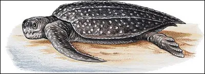 Quel est cet animal ?