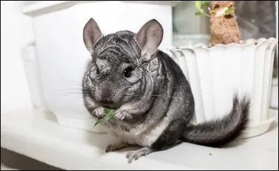 Quel est cet animal ?