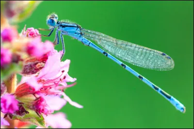 Quel est cet animal ?