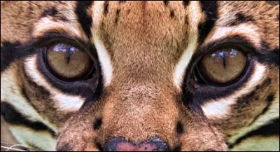 Et pour finir, à qui sont ces yeux ?