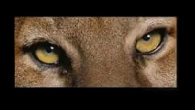 À qui sont ces yeux ?