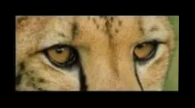 Et ces yeux, à qui sont-ils ?