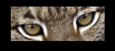 À quel animal sont ces yeux ?