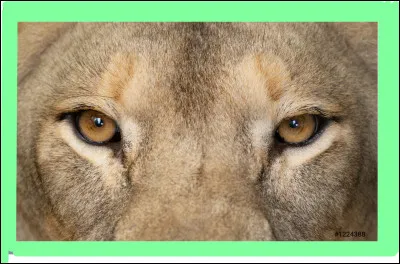 À qui sont ces yeux ?