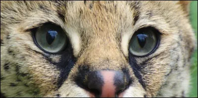 À qui sont ces yeux ?