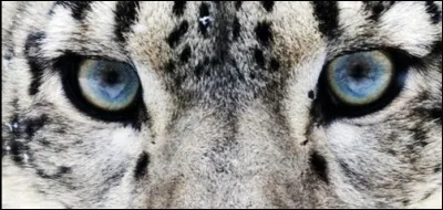 Et ces yeux-là, à qui sont-ils ?