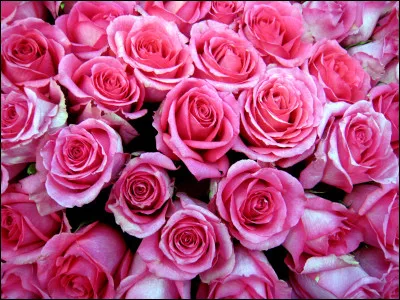 Quand on envoie quelqu'un sur les roses, on...