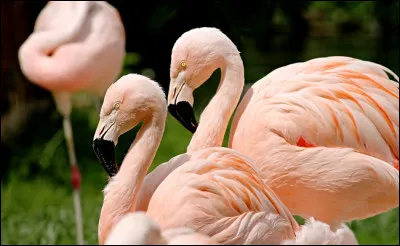 Cette couleur est celle...