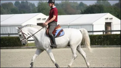Tu veux un cheval avec lequel tu pourras :