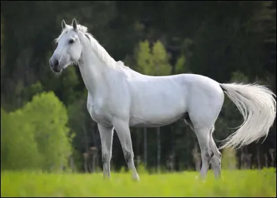 Tu préfères les chevaux plutôt :