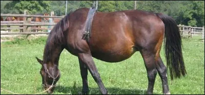 Combien de temps dure, en moyenne, la gestation chez la jument ?