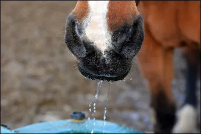 Jusqu'à combien de litres d'eau un cheval adulte peut-il boire chaque jour ?