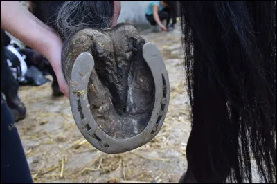 Quel nom porte la saillie en forme de V située sous le pied du cheval ?