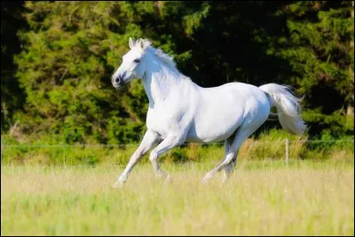 De combien d'hectares a besoin un cheval ?