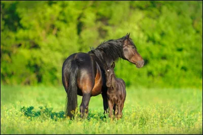 À partir de quel âge une jument peut-elle pouliner ?