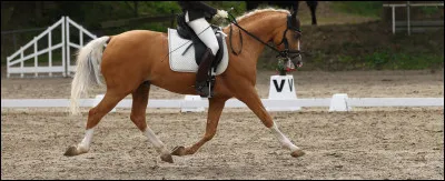 Comment trotter sur le bon pied ?