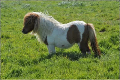 Quelle est la différence entre un poney et un cheval ?